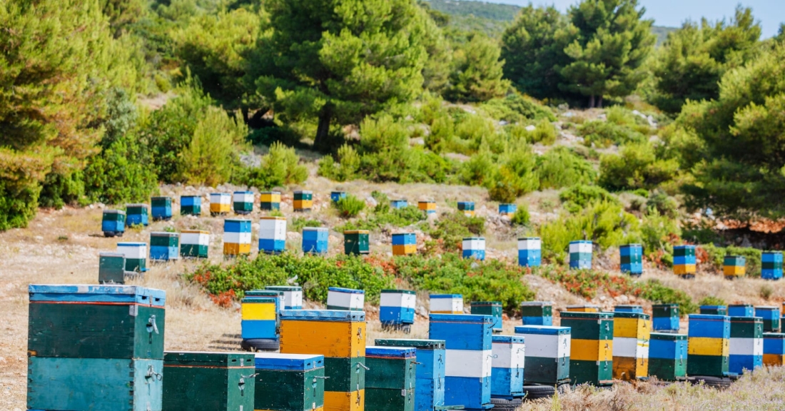 Η ΝΙΚΗ για τους αγώνες και τα αιτήματα των μελισσοκόμων